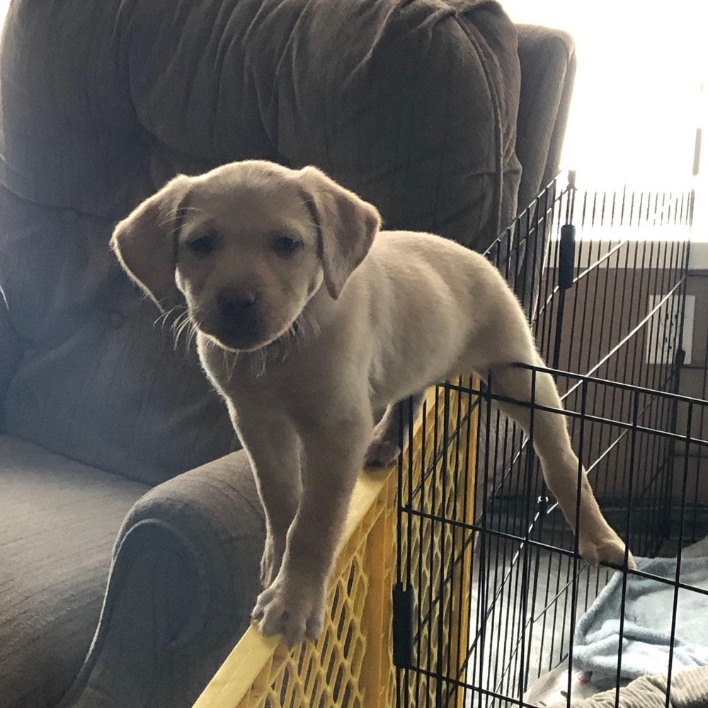 Meet your Posher, Max